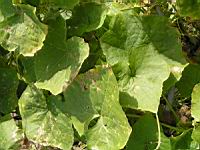 Concombre grimpant, Echinocystis lobata (fam Cucurbitacees) (Am. du nord) (2) (Photo F. Mrugala)